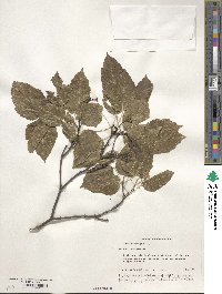 Acer tataricum image