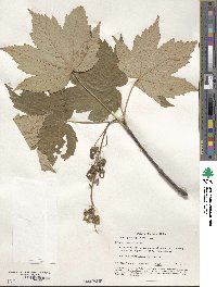 Acer pseudoplatanus image