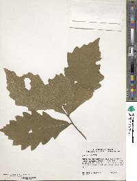 Quercus bicolor image