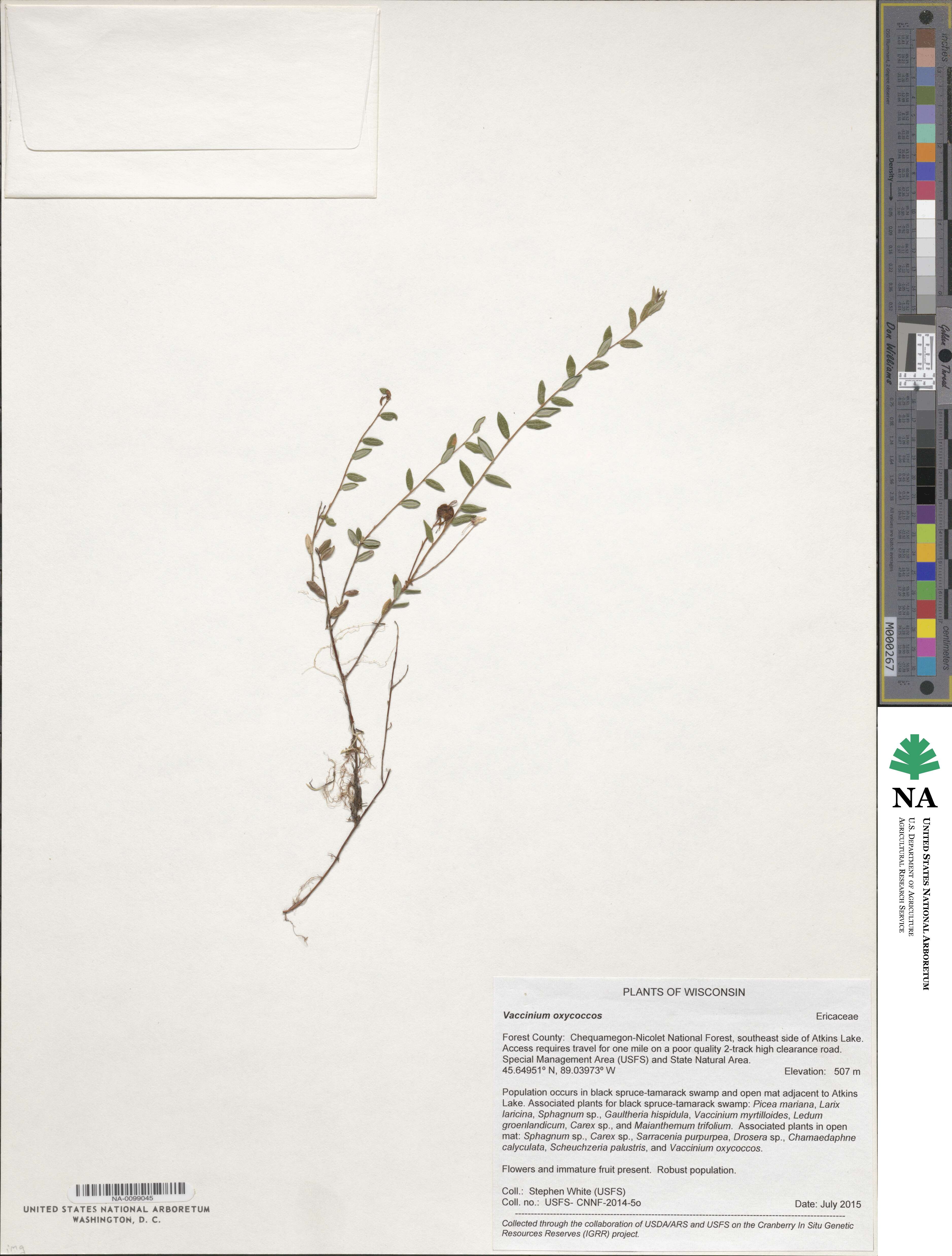 Vaccinium oxycoccos image