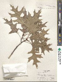 Quercus buckleyi image