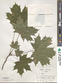 Acer platanoides image