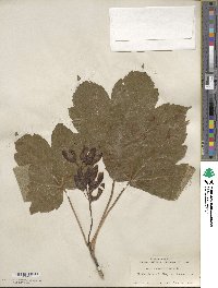 Acer pseudoplatanus image