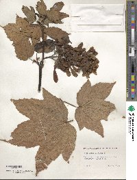 Acer pseudoplatanus image