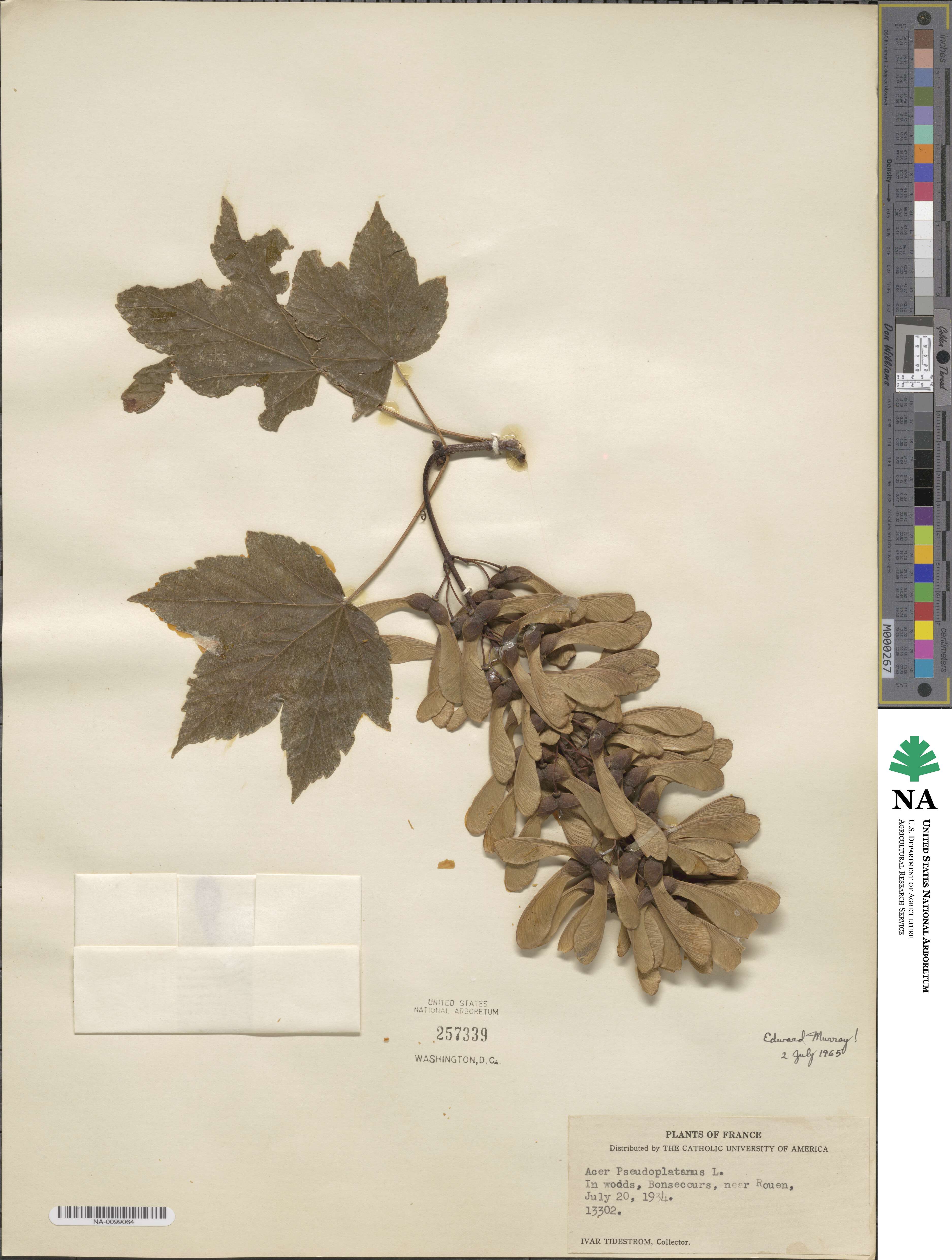 Acer pseudoplatanus image