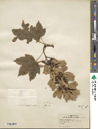 Acer pseudoplatanus image