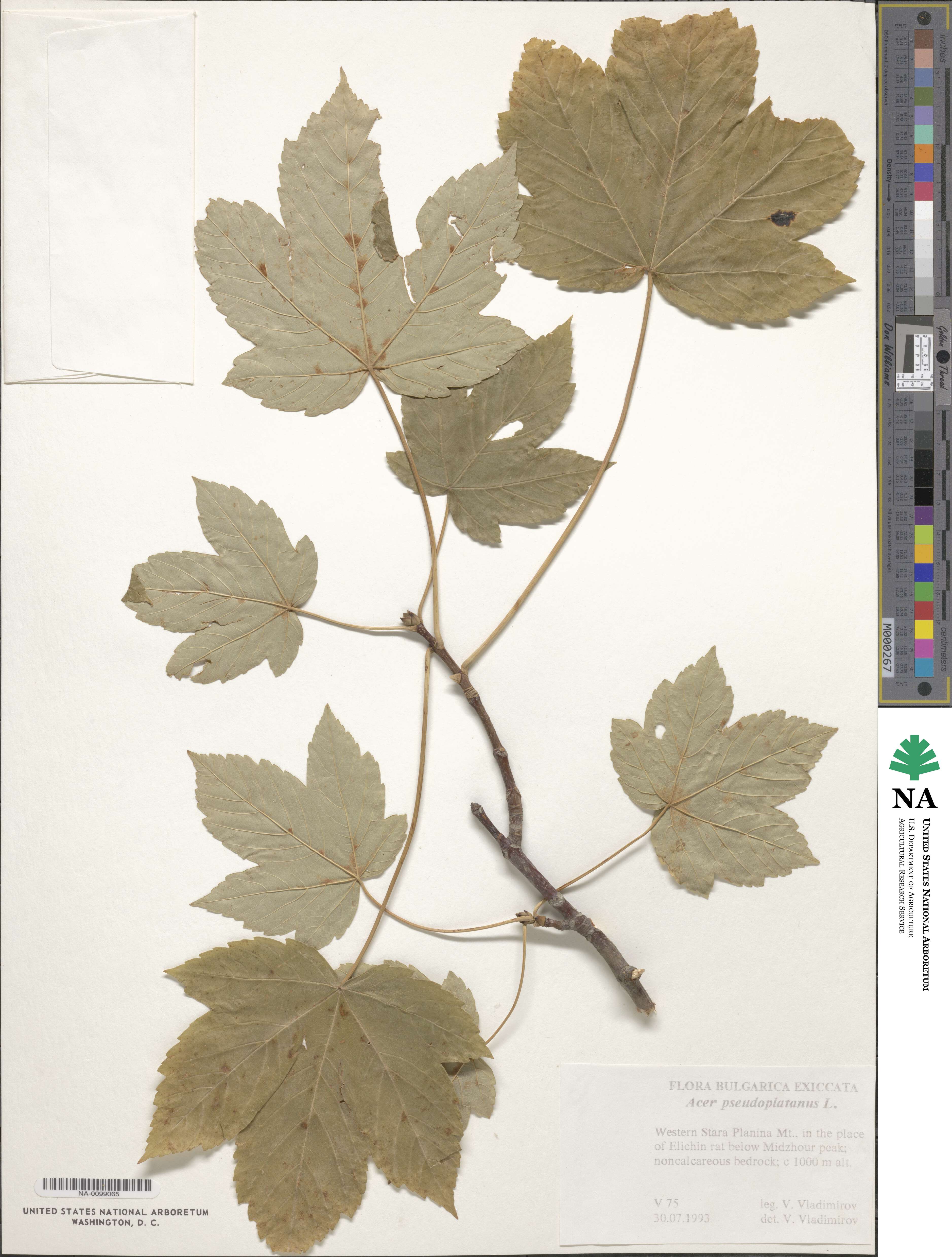 Acer pseudoplatanus image