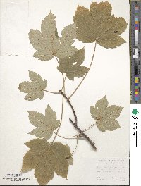 Acer pseudoplatanus image