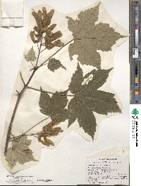 Acer pseudoplatanus image