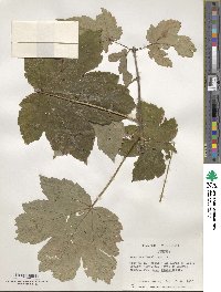 Acer pseudoplatanus image