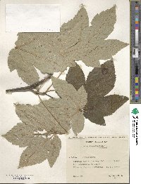 Acer pseudoplatanus image