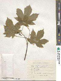 Acer pseudoplatanus image