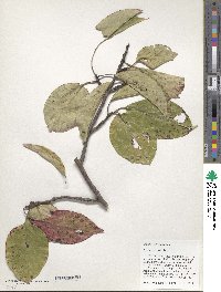 Nyssa sinensis image