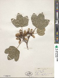 Acer opalus image