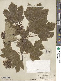 Acer pseudoplatanus image