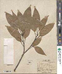 Quercus acuta image