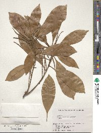 Quercus acuta image