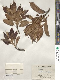 Quercus acuta image