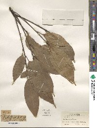 Quercus acuta image