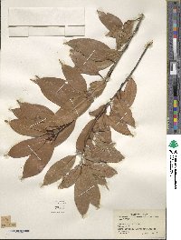 Quercus acuta image