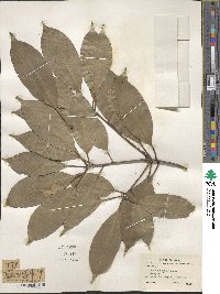 Quercus acuta image