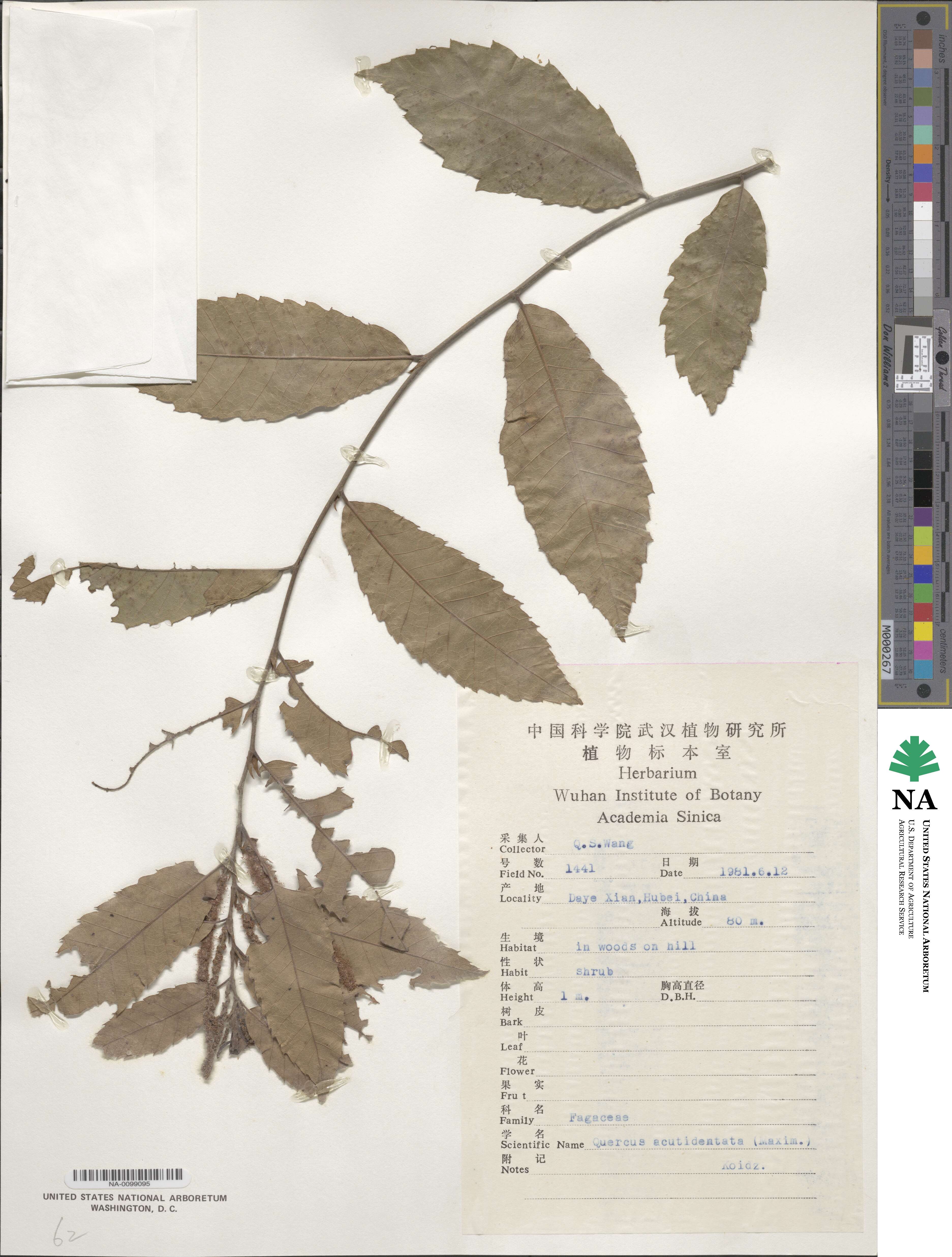 Quercus aliena var. aliena image