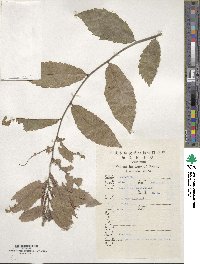 Quercus aliena var. aliena image