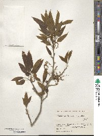 Quercus acutissima image