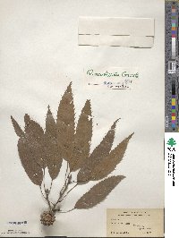 Quercus acutissima image