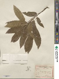 Quercus acutissima image