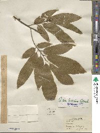 Quercus acutissima image