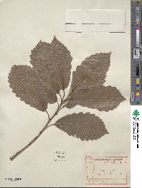 Quercus aliena image