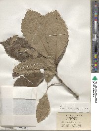 Quercus aliena image