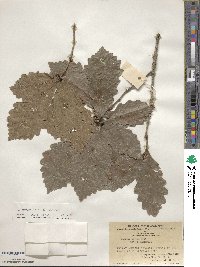 Quercus aliena image