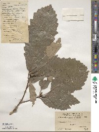 Quercus aliena image