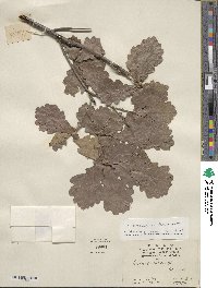 Quercus aliena image