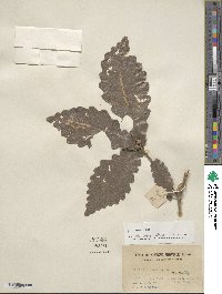 Quercus aliena image