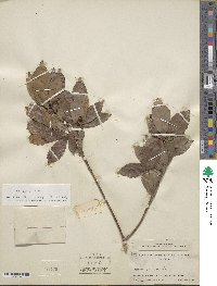 Quercus aliena image