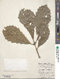 Quercus aliena image