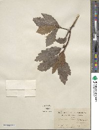 Quercus aliena image