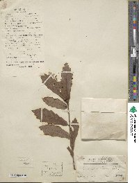 Quercus aliena image