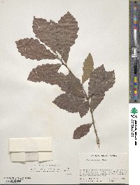 Quercus aliena image