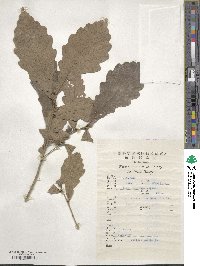 Quercus aliena image