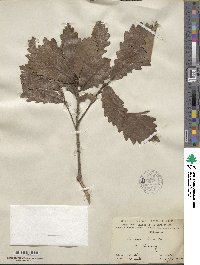 Quercus aliena image