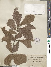 Quercus aliena image