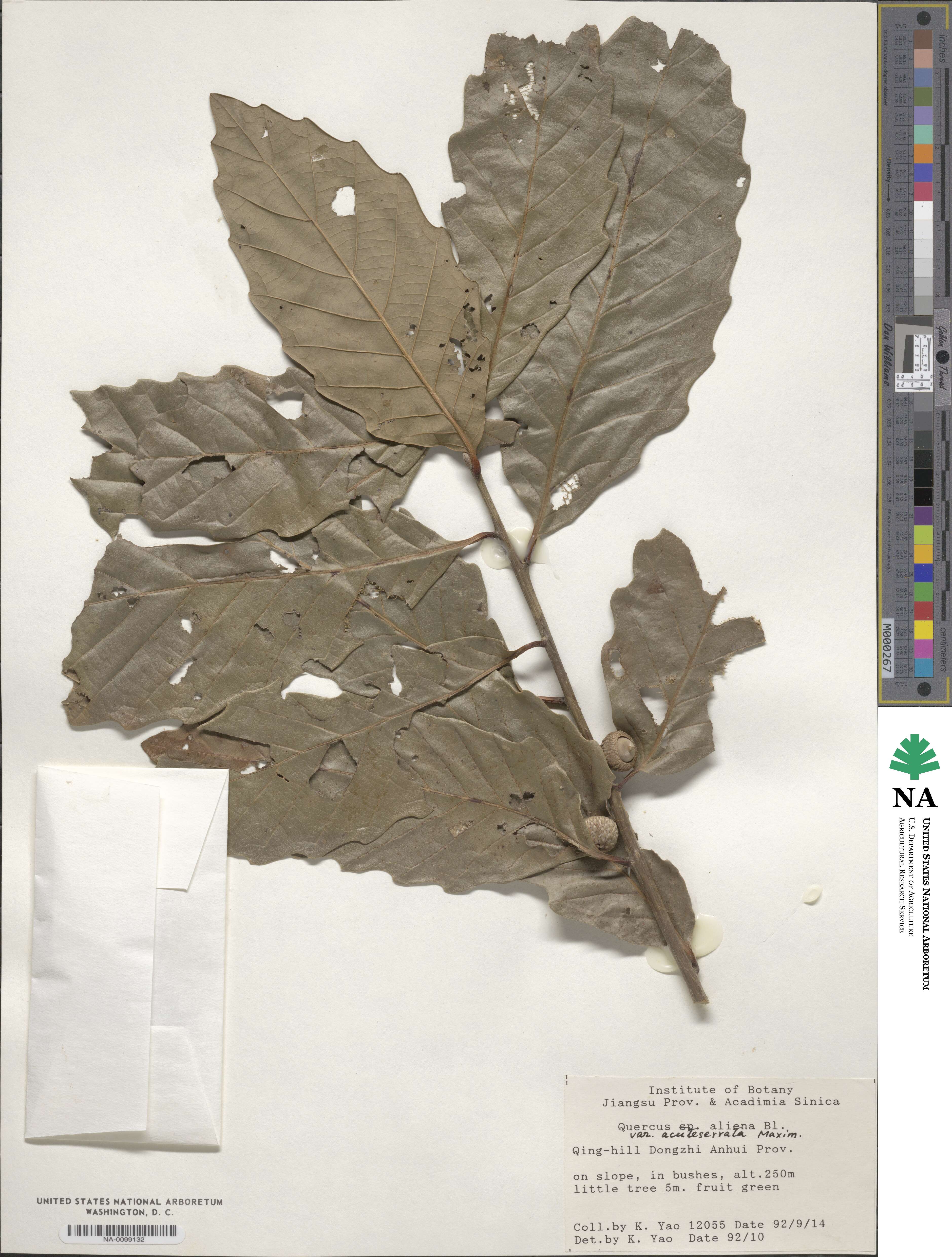 Quercus aliena var. acutiserrata image