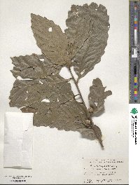 Quercus aliena image