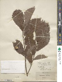 Quercus aliena var. acutiserrata image