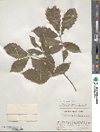 Quercus aliena var. acutiserrata image