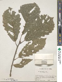 Quercus aliena var. aliena image